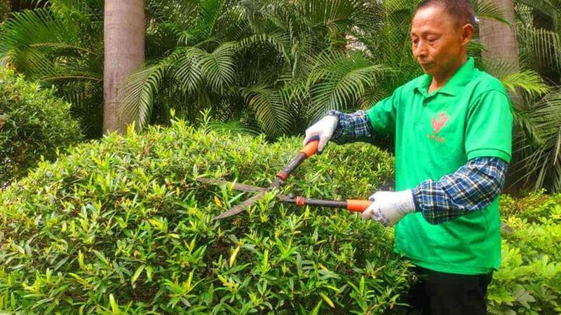 北京绿植租赁上门安装服务：如何打造绿色办公空间
