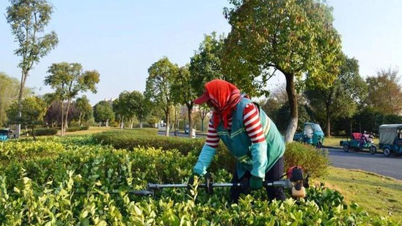 高端住宅绿化工程：报价背后的考量因素**