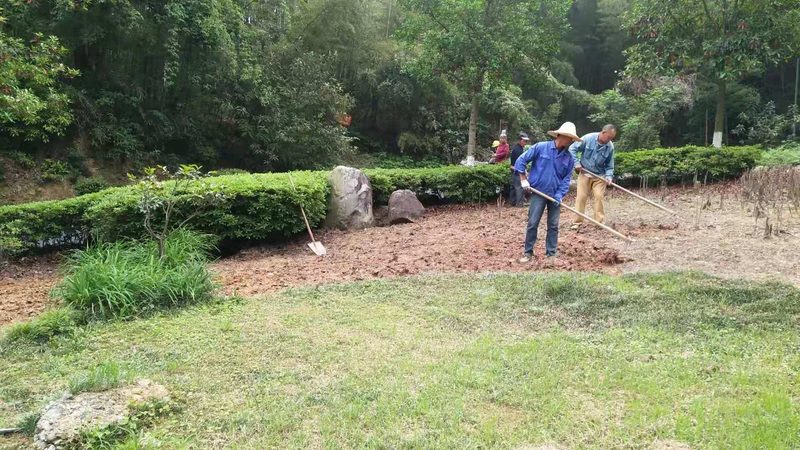 绿植租赁与购买：成都园林景观中的选择之道